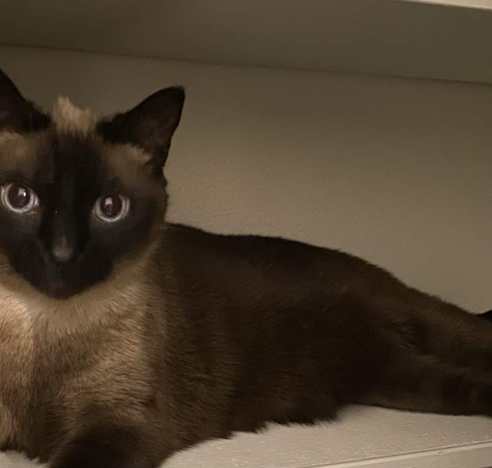 Photo of Tobi