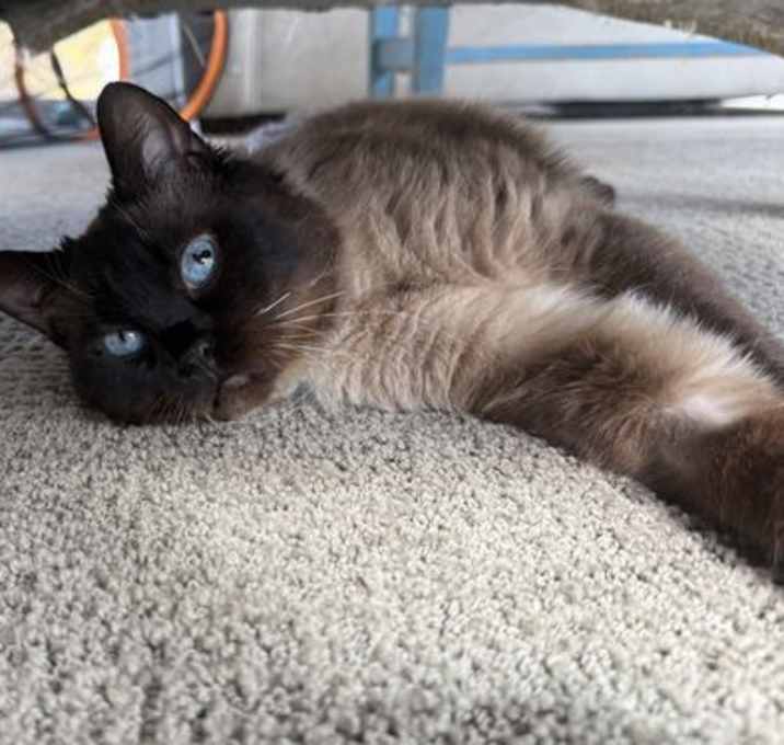 Photo of Neemo