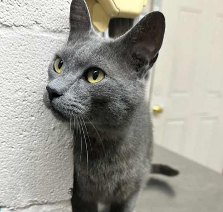 Photo of Willis