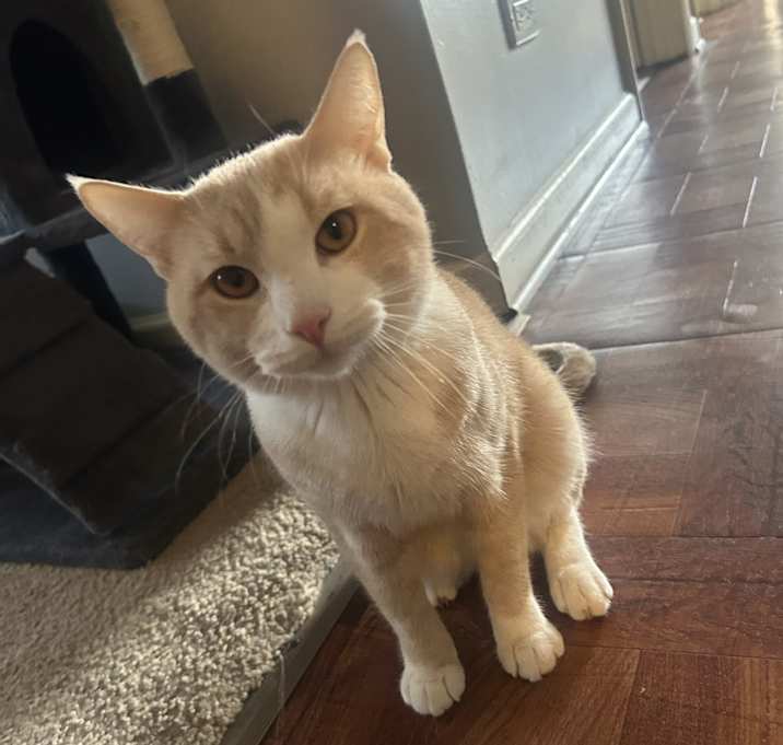 Photo of Simba
