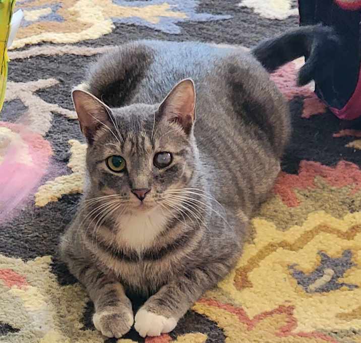 Photo of URGENT: Opal & Oliver