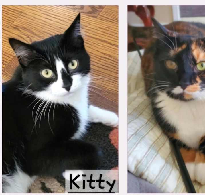 Photo of URGENT: Kitty & Cat