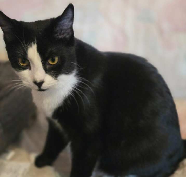 Photo of Sassy