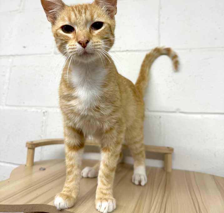 Photo of Rusty