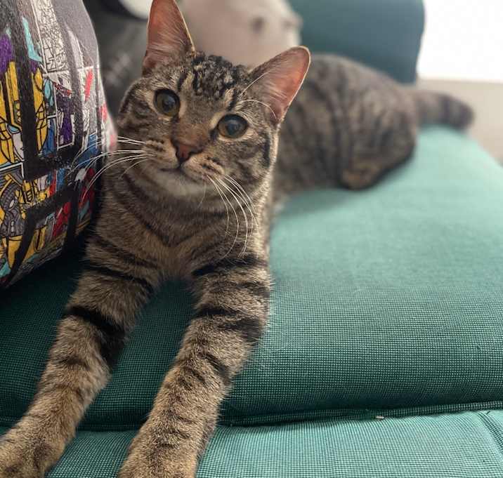 Photo of Felix
