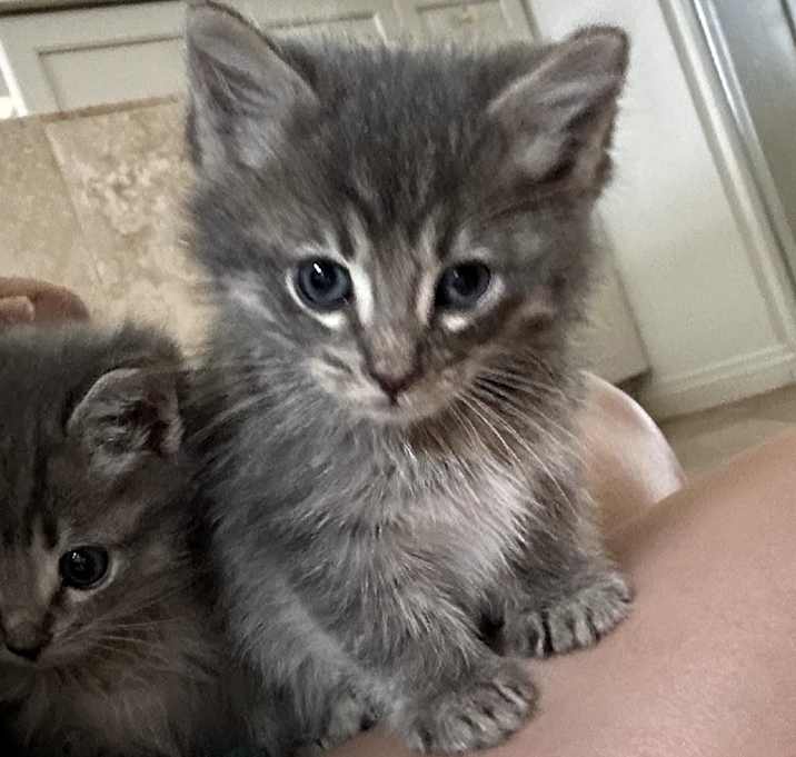 Photo of Alistar