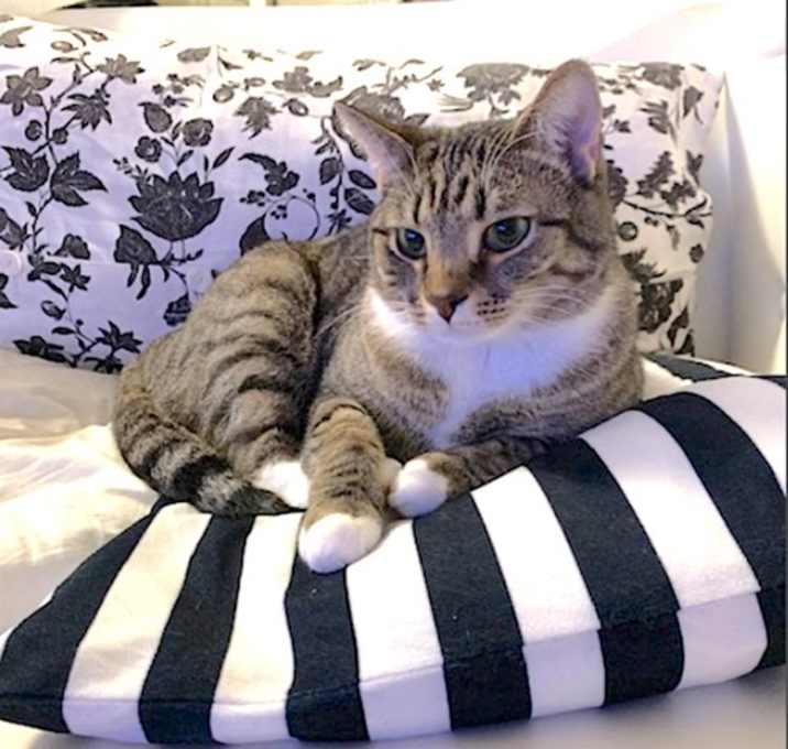 Photo of Lord Tango