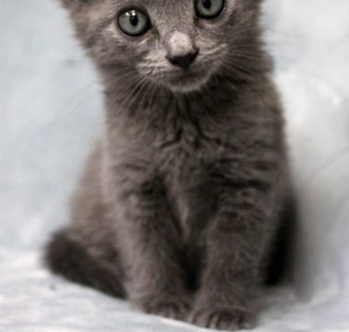 Photo of Zocora