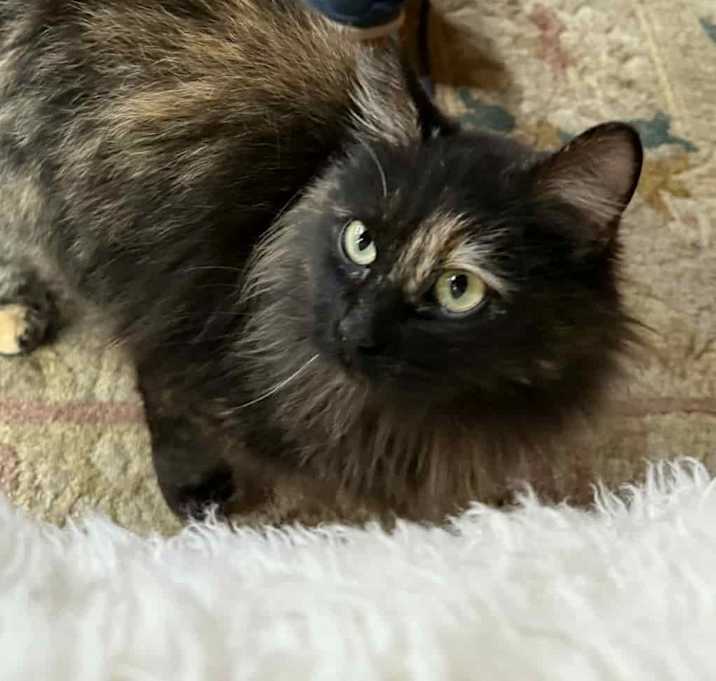 Photo of Persephone