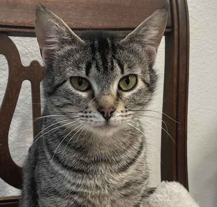 Photo of Biscuits
