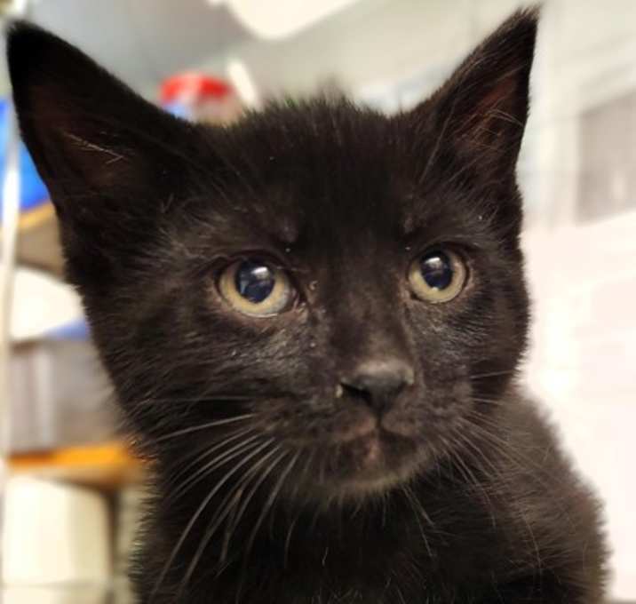 Photo of Onyx