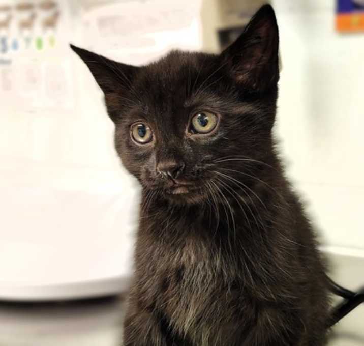Photo of Jet