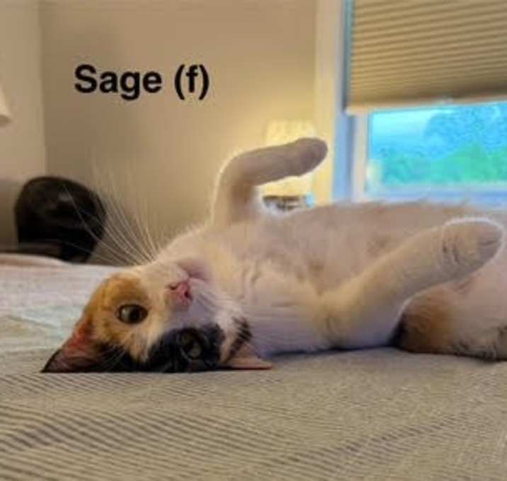 Photo of Sage (momma)