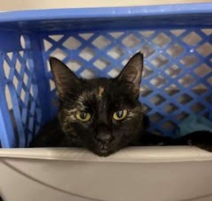 Photo of Kali (momma)