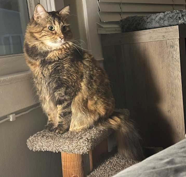 Photo of Roxy (torbie)