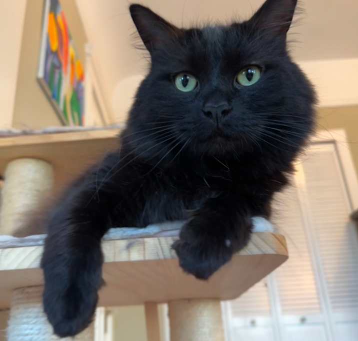 Photo of Blue