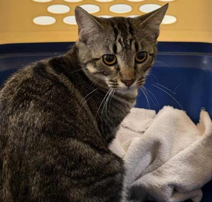Photo of TABITHA