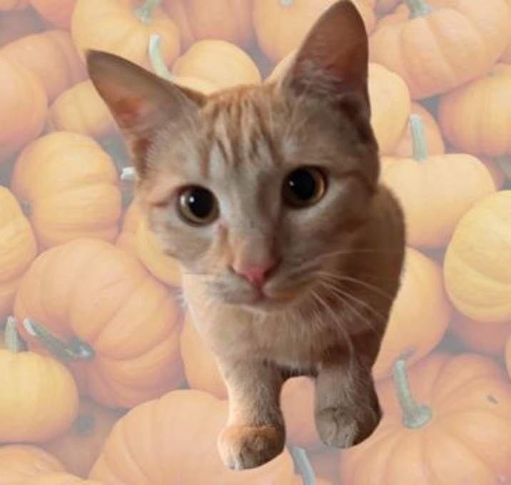 Photo of Pumpkin