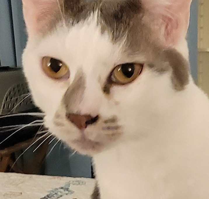 Photo of Toby