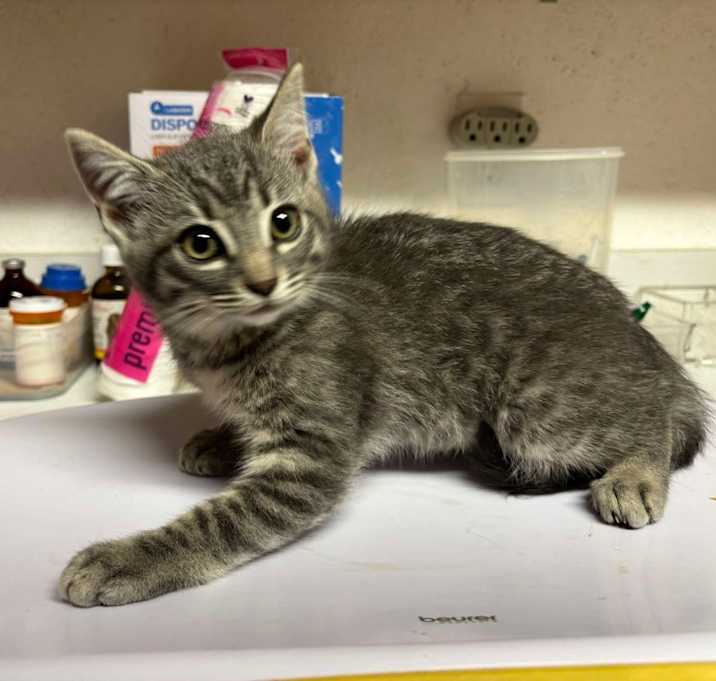 Photo of Sierra Foster Kitten 2