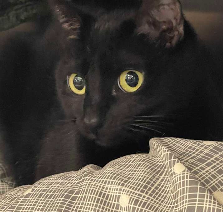 Photo of Celeste