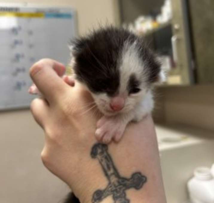 Photo of baby 4   Rescue only