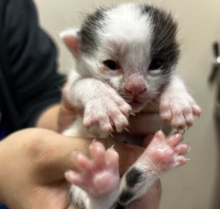 Photo of baby 1   Rescue only