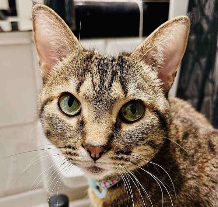 Photo of Miso