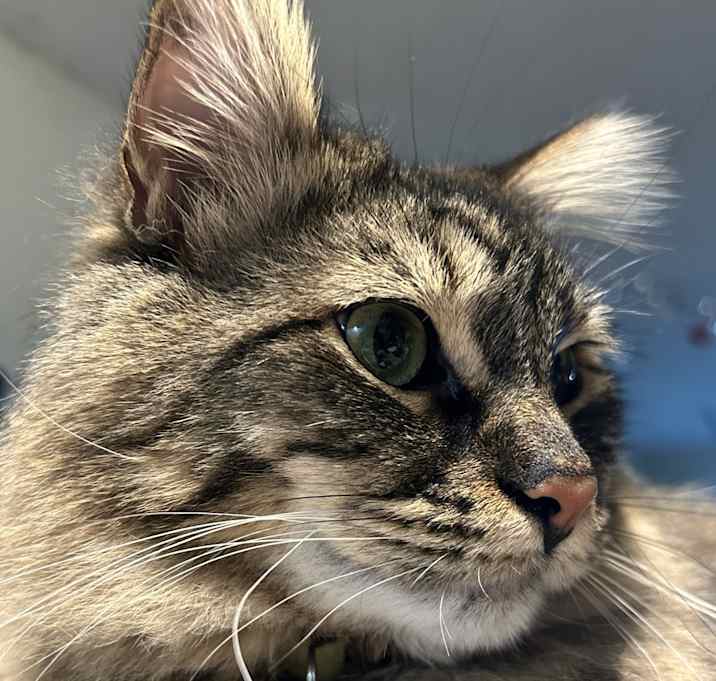 Photo of Bandit