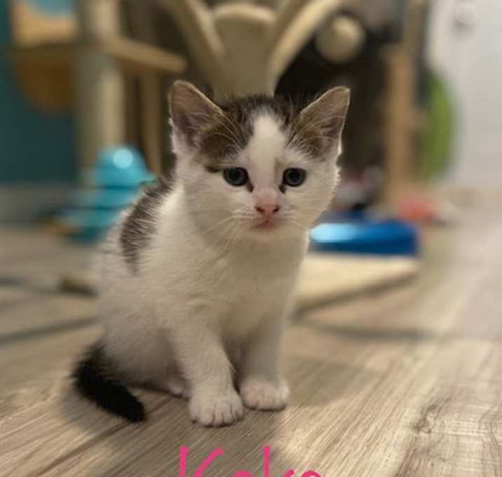 Photo of Koko