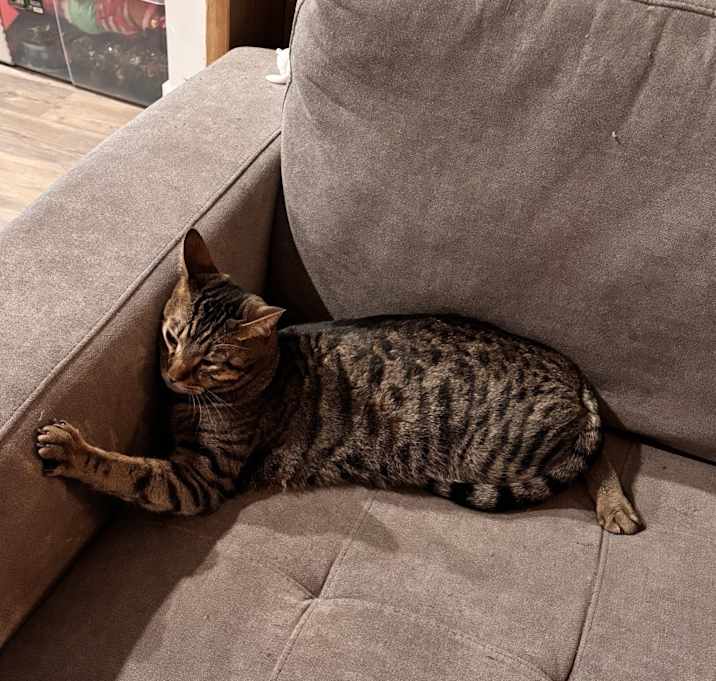 Photo of Taco