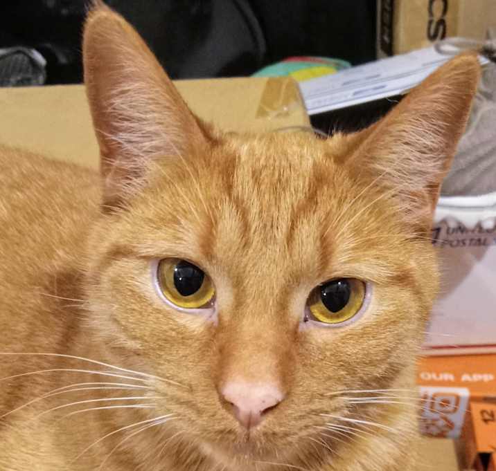 Photo of Moe