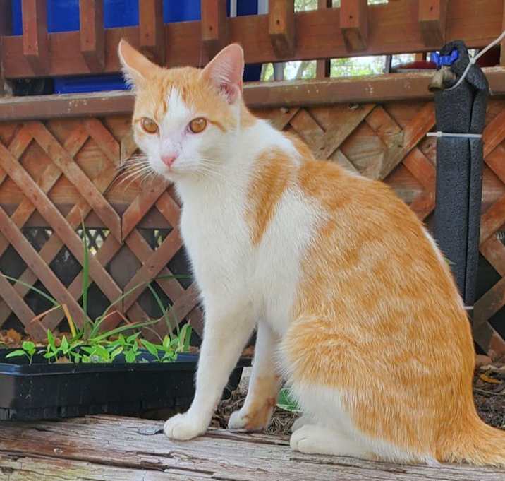 Photo of Pumpkin