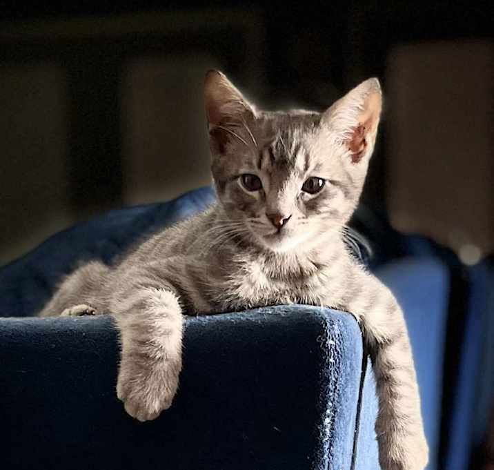 Photo of Mouse
