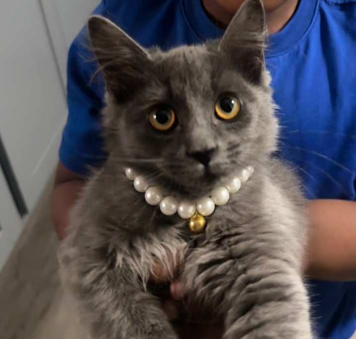 Photo of Fluffy