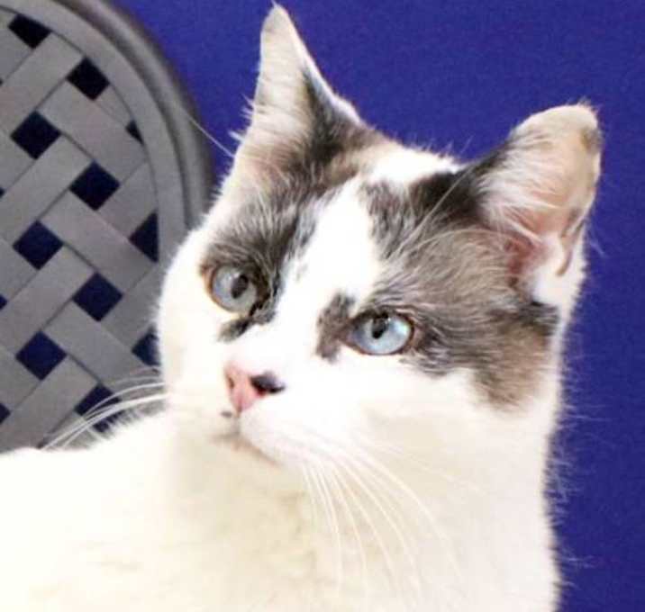 Photo of Mister Tulip