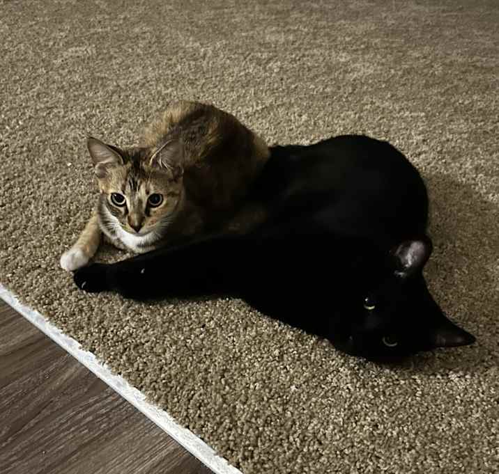 Photo of athena + loki