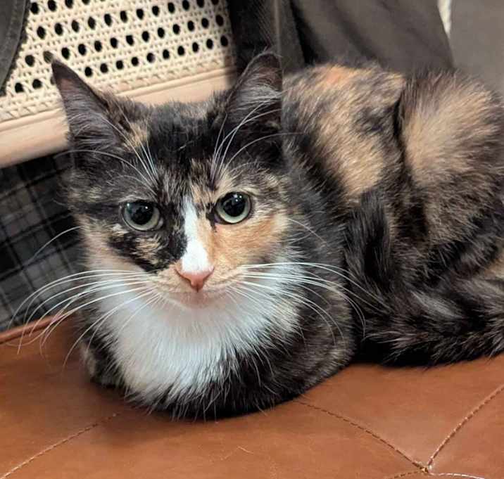 Photo of Cookie
