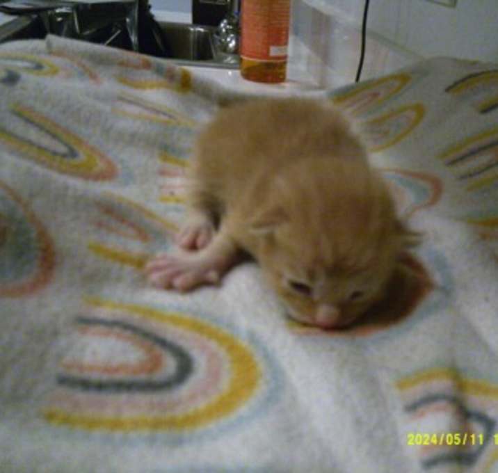 Photo of Sonny