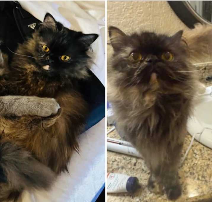 Photo of The Princess of Purrrsia
