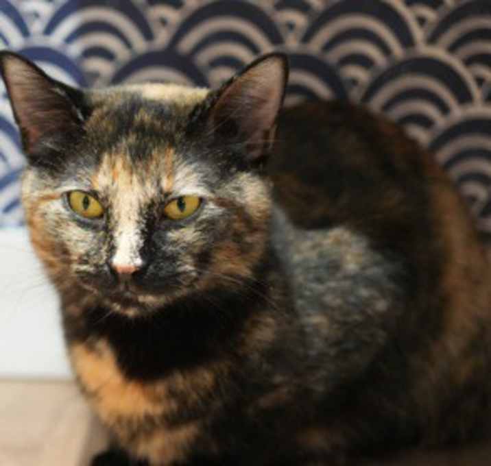 Photo of Sesame