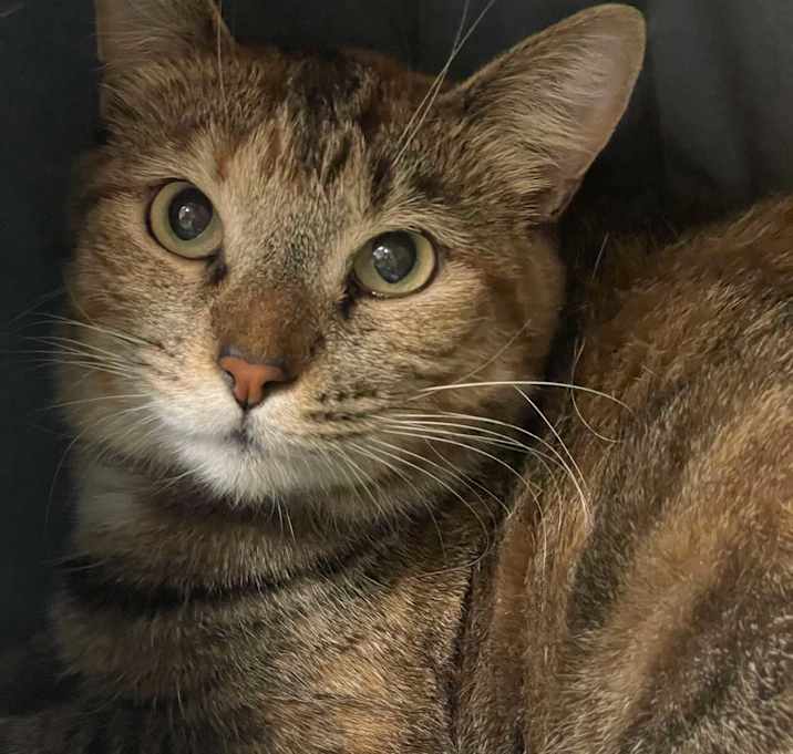 Photo of Calypso