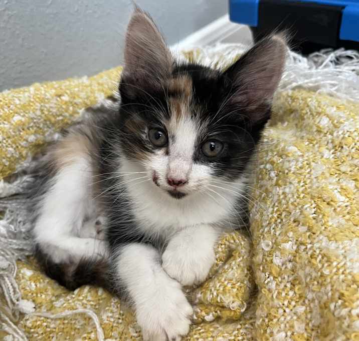 Photo of Xena