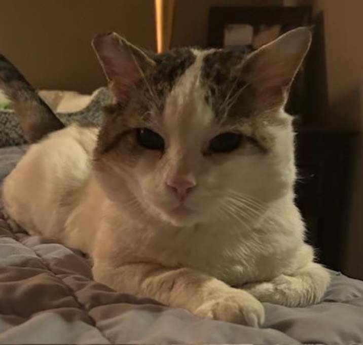 Photo of Samson
