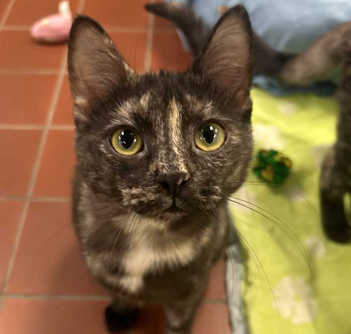 Photo of Maple