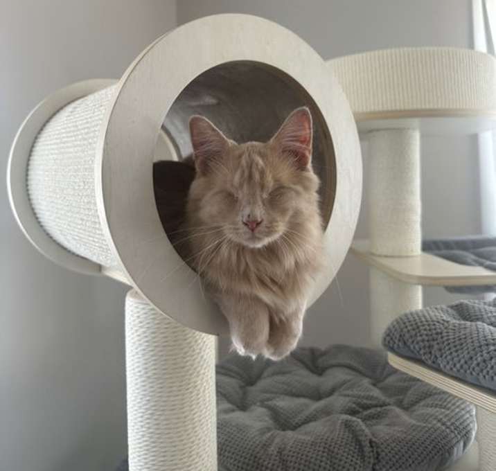 Photo of Odin