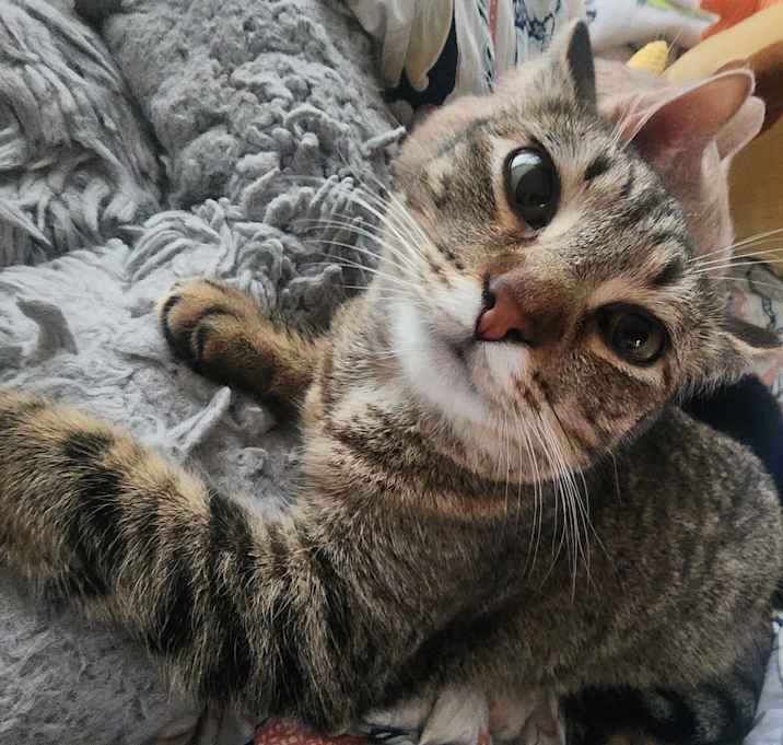Photo of Koko