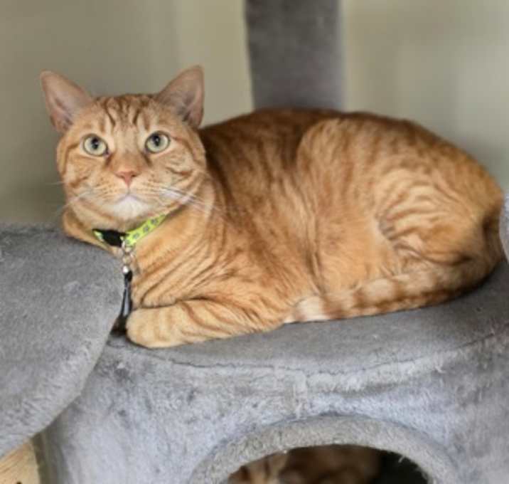 Photo of Butter