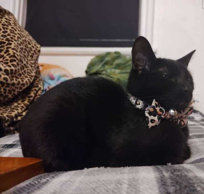 Photo of Pantera Eclair