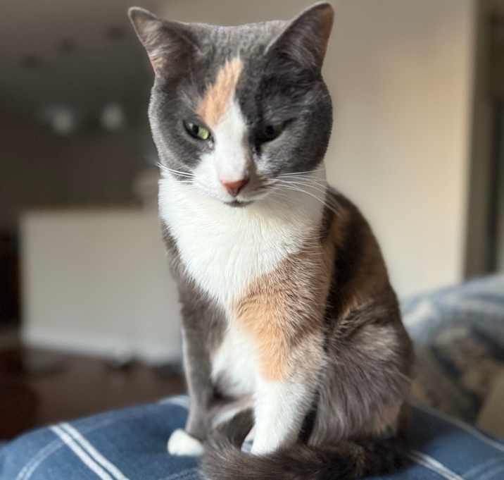 Photo of Coocoo